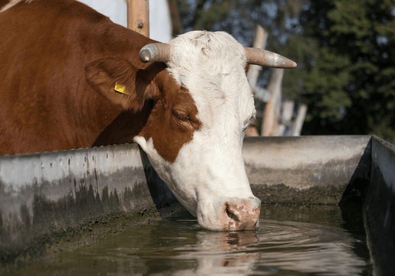 Farm Water Systems in North Waikato: Installation, Bores & Troughs for Rural Properties